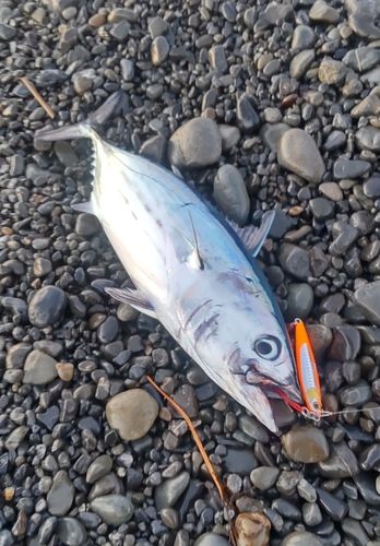 カツオの釣果