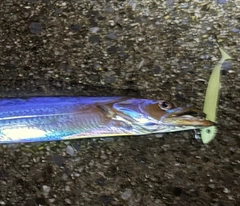 タチウオの釣果