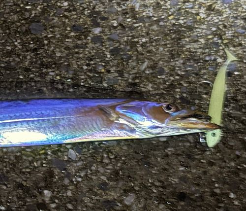 タチウオの釣果