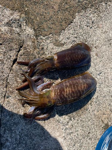 アオリイカの釣果