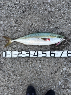 ヤズの釣果