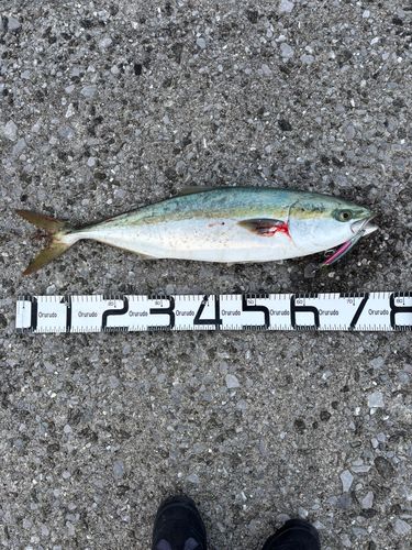 ヤズの釣果