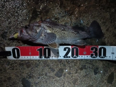 クロソイの釣果