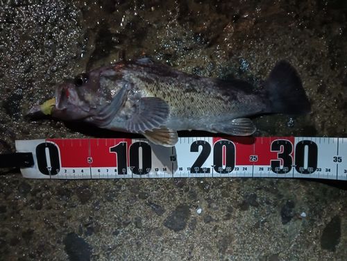 クロソイの釣果