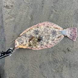 ヒラメ