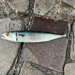 サバ