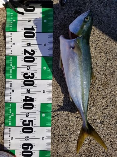 ワラサの釣果