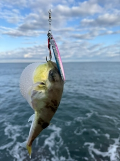 シロサバフグの釣果