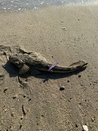 マゴチの釣果
