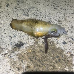 アオリイカ