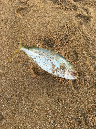 ヤズの釣果