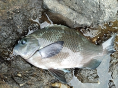クチブトグレの釣果