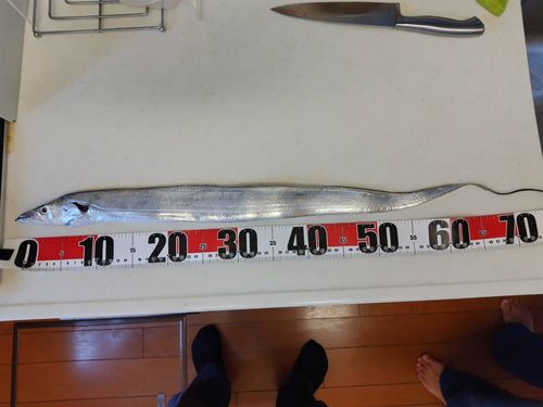 タチウオの釣果