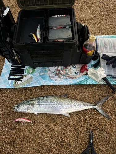 サゴシの釣果