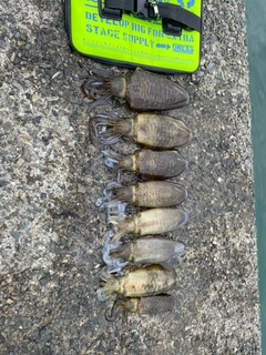 アオリイカの釣果