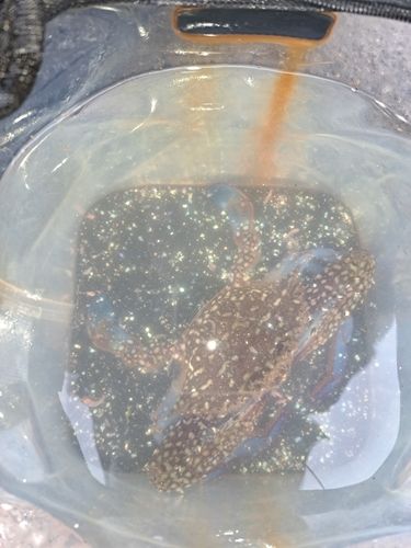 ワタリガニの釣果