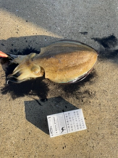 イカの釣果