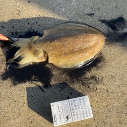 イカ