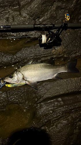 ヒラスズキの釣果