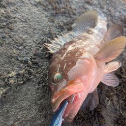 アコウ