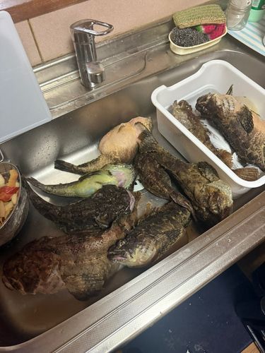 トウベツカジカの釣果