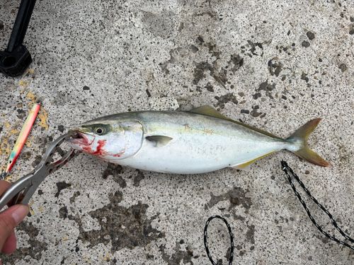 鹿島港魚釣園