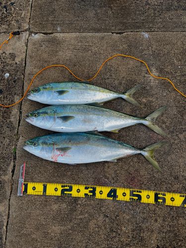 イナダの釣果