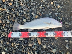 ニベの釣果
