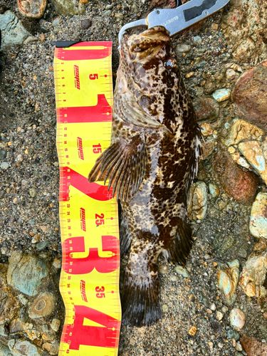 ベッコウゾイの釣果