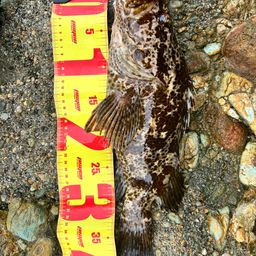 ベッコウゾイ