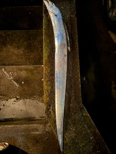 タチウオの釣果