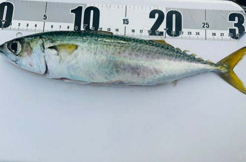 サバの釣果