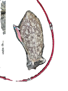 モンゴウイカの釣果