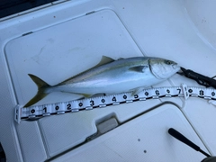 ワラサの釣果