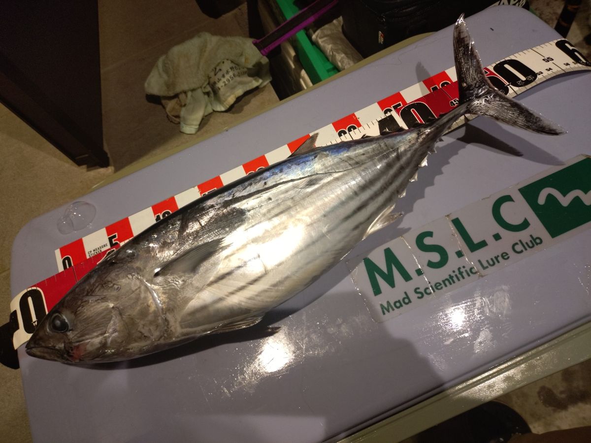 Saaya.natsuさんの釣果 3枚目の画像