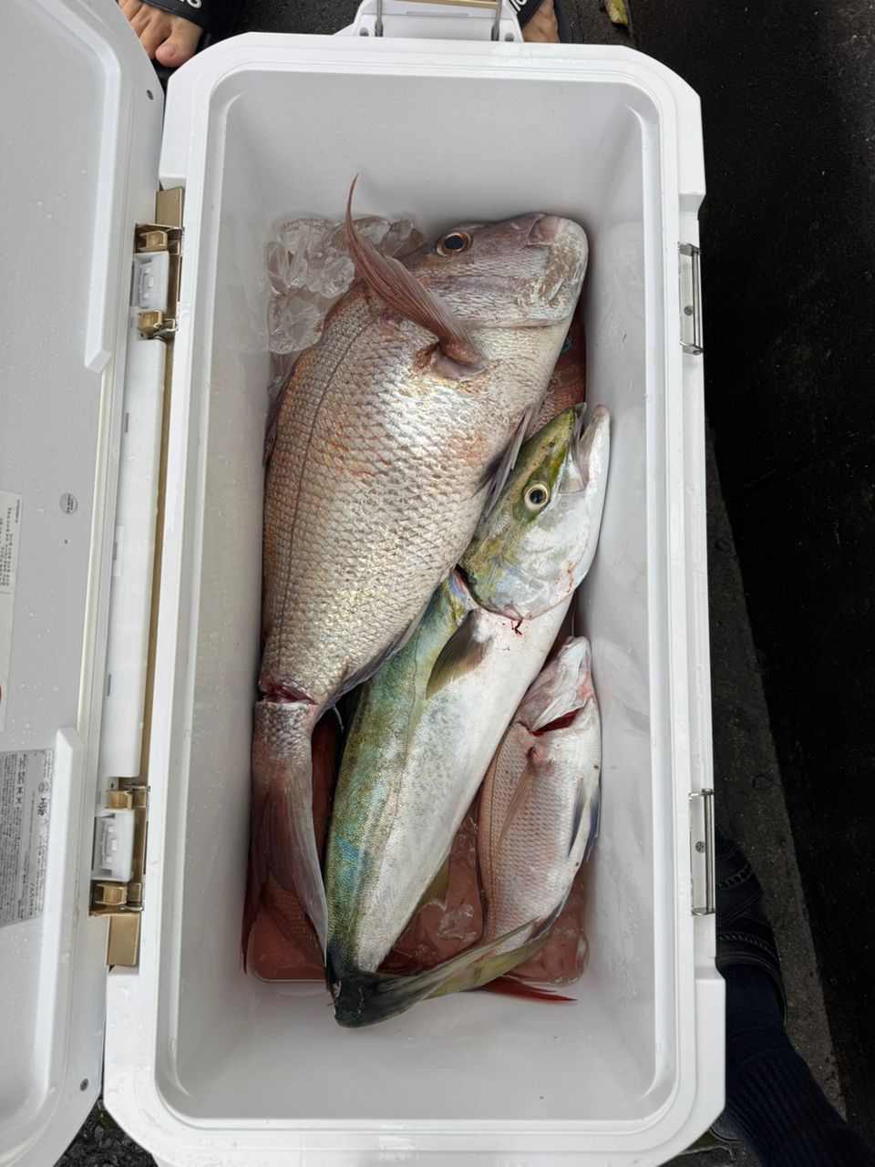 池田！さんの釣果 2枚目の画像