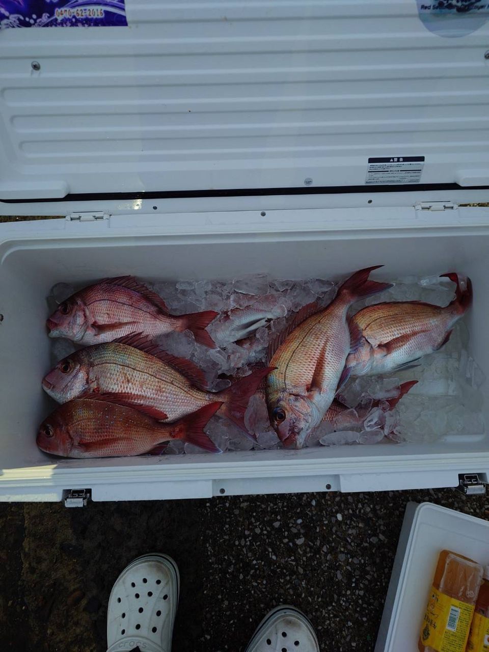 池田！さんの釣果 3枚目の画像