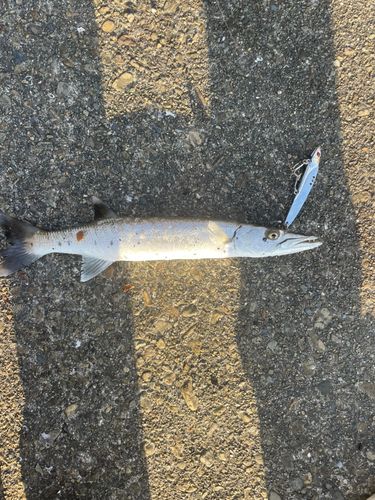 タイワンカマスの釣果