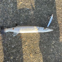 タイワンカマス