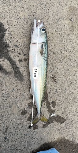 浜厚真漁港