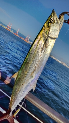 サゴシの釣果