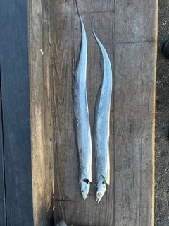 タチウオの釣果