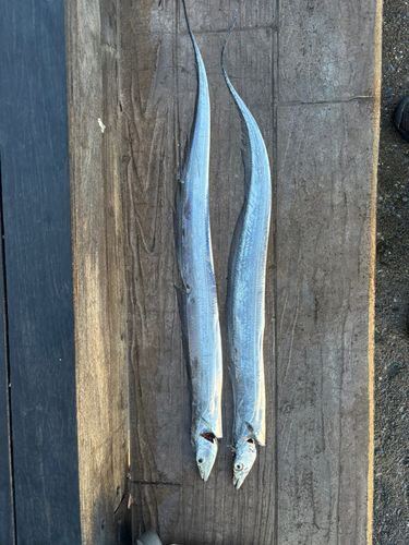 タチウオの釣果