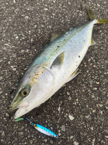 イナダの釣果