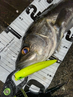 シーバスの釣果