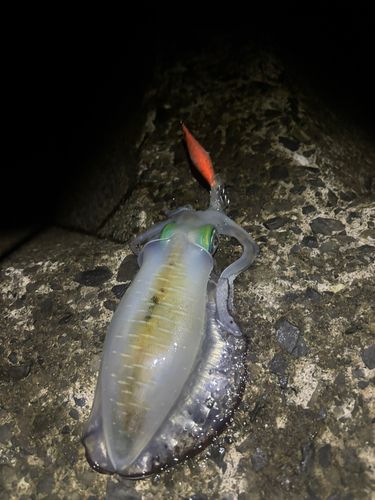 敦賀湾