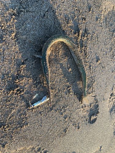 ダツの釣果