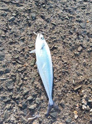 イケカツオの釣果