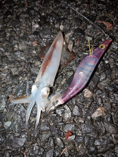 ケンサキイカの釣果