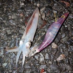 ケンサキイカ